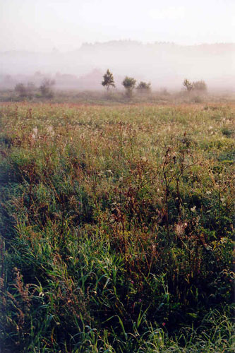 Kalinas, 2004