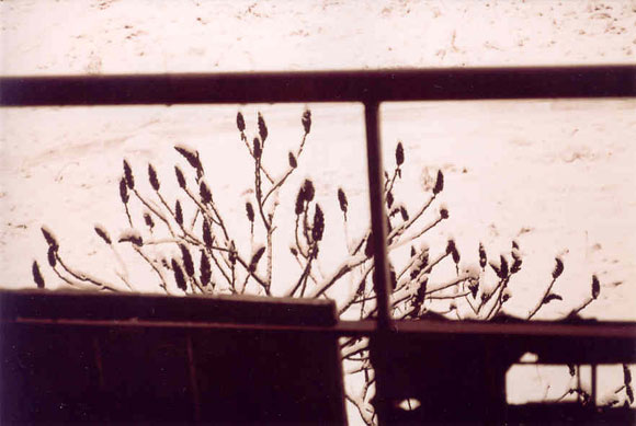 Antakalnis, 2003